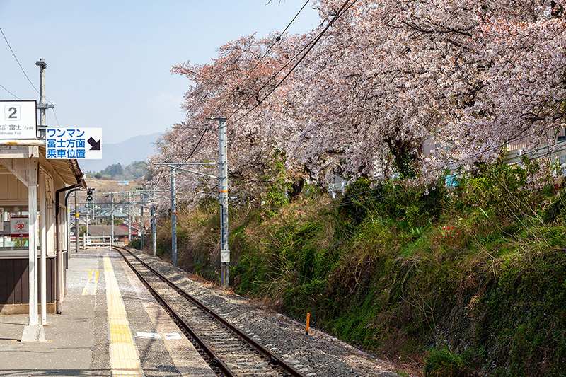 駅南側の桜並木