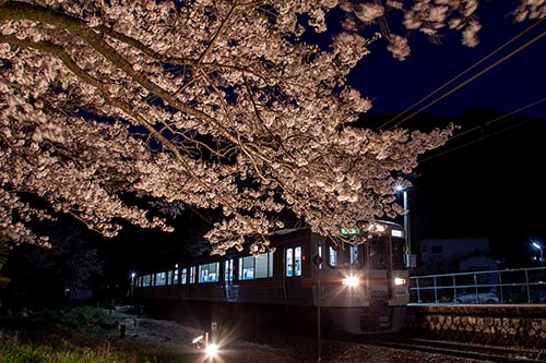 ライトアップされた桜と